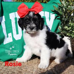 Rosie - Black and white female Bernedoodle puppy in Heyworth, Illinois from Cobble Creek Puppies