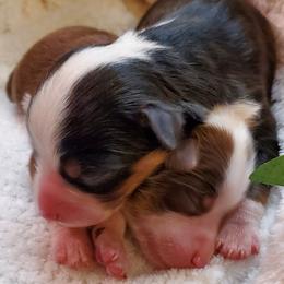 Miniature Australian Shepherd Puppies from Barnyard Mini Aussies
