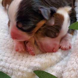 Miniature Australian Shepherd Puppies from Barnyard Mini Aussies
