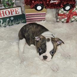 Boston Terrier Puppies from Tellier's AKC Boston Terriers Missouri
