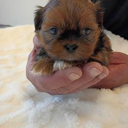 Girl one Mittens - Liver and white female Shih Tzu puppy in Paradise, California from Richview Shihtzu