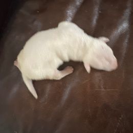 White pups - White Bull Terrier puppy in Jasper, Indiana from Beautiful Bullies