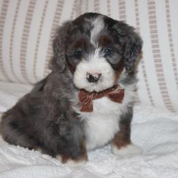 CooperBLUE EYE AVAILABLE - Blue merle male Bernedoodle puppy in Apple Creek, Ohio from Kathryn Troyer