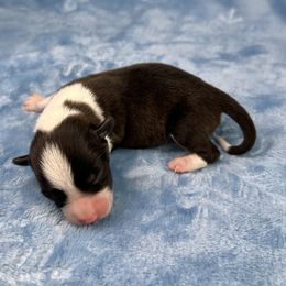 Cupid- fluffy coat - Brindle and white male American Corgi puppy in Waskom, Texas from Piney Woods Corgis