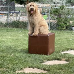 Goldendoodle Puppies from Golden Rule Doodles