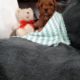 Tucker - Red  male Poodle puppy in Millersburg, Ohio from My Furry Friends