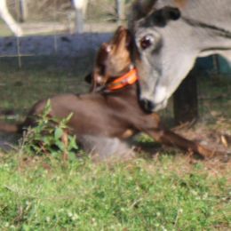 Catahoula Leopard Dog All Grown Up from 7Sins catahoulas