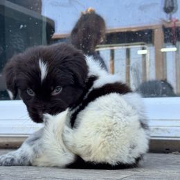 Zaya - White and brown female Newfoundland puppy in Shepherd, Montana from Rising Hope Kennels