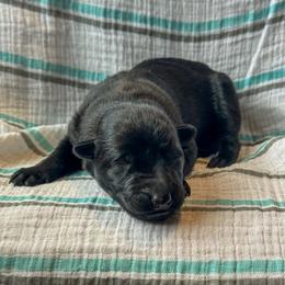 Clara (Orange) - Gold brindle female Dutch Shepherd puppy in Slippery Rock, Pennsylvania from Pytka Performance K9
