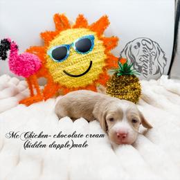 McChicken - Dapple male Dachshund puppy in Prairieville, Louisiana from Southern Barron Danes & Dachshunds