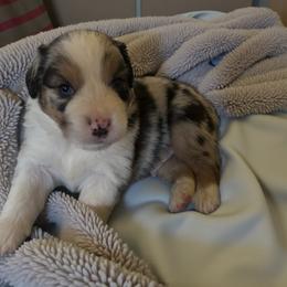 Max - Blue merle male Miniature Australian Shepherd puppy in Placerville, California from JRW COLDSPRINGS MINI AUSSIE’S