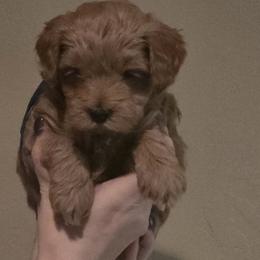 Cosmo - Red  male Goldendoodle puppy in Layton, Utah from Lauralyn's Goldendoodles