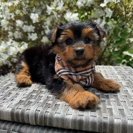 Hershey Boy - Black and tan male Yorkshire Terrier puppy in North Chelmsford, Massachusetts from Coastal Yorkshire Terrier Yorkies & Biewer Terriers