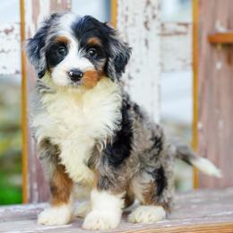 Ryder - Blue merle male Bernedoodle puppy in Dundee, Ohio from Down Home Doodle
