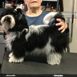Havanese Puppies from Sunsation Havanese