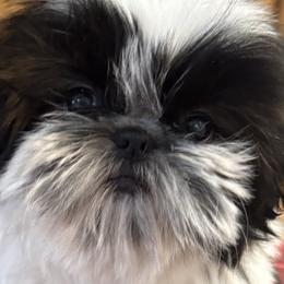 Trina light purple - Red and white female Shih Tzu puppy in New York, New York from Falling Star