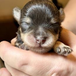 Cinder - Liver female Miniature Schnauzer puppy in Kings Mountain, North Carolina from Behind the Beard Schnauzers