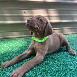 Green boy - Golden rust male Vizsla puppy in Dugspur, Virginia from Pilgrims Trails Shorthairs
