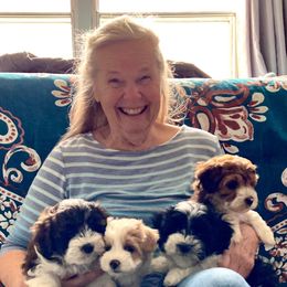 Havanese Puppies from Winsome Havanese