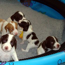 Brittany Puppies from Morgun’s Brittanys
