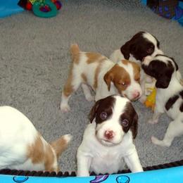 Brittany Puppies from Morgun’s Brittanys