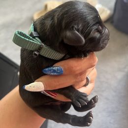 Dark Green - Black male Labrador Retriever puppy in Durango, Colorado from Burress Family Farm and Kennels