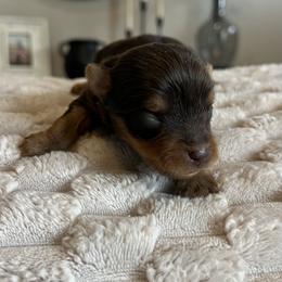 Romeo - Chocolate and tan male Yorkshire Terrier puppy in Calhoun, Georgia from Peach State Yorkies