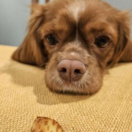 Bean - Cavalier King Charles Spaniel