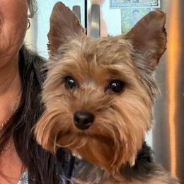 Huckleberry - Yorkshire Terrier