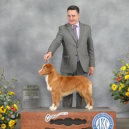 Twiggy - Nova Scotia Duck Tolling Retriever