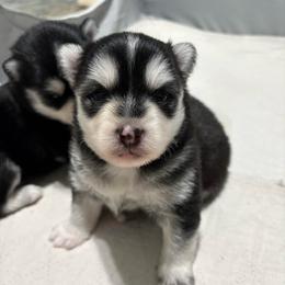 Cosmo - Black and white male Pomsky puppy in Valparaiso, Indiana from Valparaiso Pomskys
