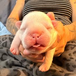 Girl 1 - White female French Bulldog puppy in Spanaway, Washington from Frog Faced Frenchies