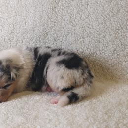 Collie puppies from Nine Eves