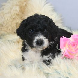 Aussiedoodle Puppies from Loving Doodle