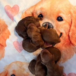 Pick spot 4 boy - Dark golden male Golden Retriever puppy in Huntington Beach, California from Beach Cities Golden Retrievers