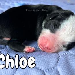 Chloe - Black tri female Miniature American Shepherd puppy in Millington, Tennessee from Goading Glee Glade