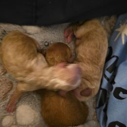 Boy - Apricot female Poodle puppy in Copperas Cove, Texas from Collier's Canines