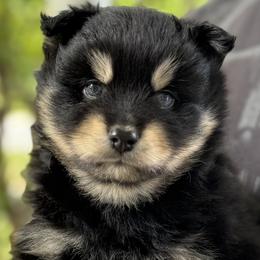 Pomsky Puppies from Raleigh Pomskies