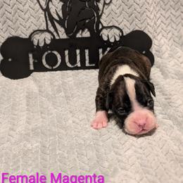 Magenta Collar - Brindle female Boxer puppy in Mount Zion, Illinois from Foulk's Boxer Puppies