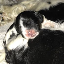 Cocker Spaniel Puppies from Gold-Coast Cockers