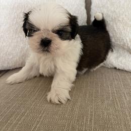Roger - Gold and white male Shih Tzu puppy in Palmetto Bay, Florida from Happy Hour Shih Tzus