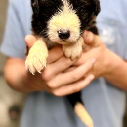 Bronc - White and black male Bordoodle puppy in Eastman, Georgia from Dood B Ranch