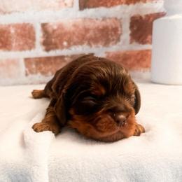 Reese - Chocolate male Cavalier King Charles Spaniel puppy in Tolleson, Arizona from Pixie Dust Cavaliers