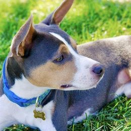 Rat Terriers from Kicking Bear