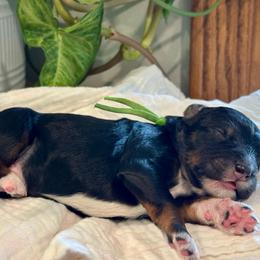 Green - Tri-color male Bernedoodle puppy in Hesperia, Michigan from Red Acres Poodles & Doodles