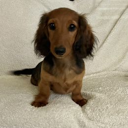 Dachshund Puppies from Miniature Dreams Dachshunds