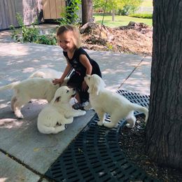 Golden Retriever Puppies from Montana Puppies