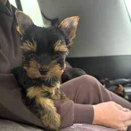 Weazel's Boy - Black and tan male Yorkshire Terrier puppy in Boone, North Carolina from Coffeycup Yorkies