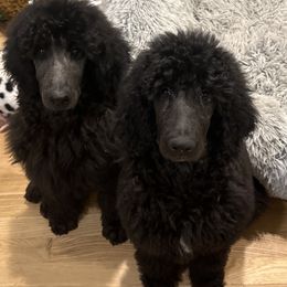 Poodle puppies from Beyond the Standard