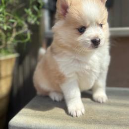 River - Merle female Pomsky puppy in Coos Bay, Oregon from Ocean View Pomskies